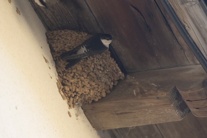 Hirondelles - Hirondelle de fenêtre devant son nid (Delichon urbica) - gryphea.org